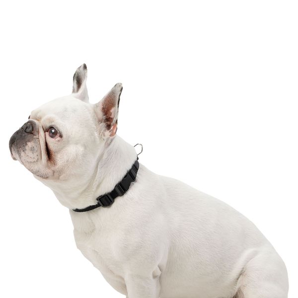 Collar ajustable para Perro Mylu Negro XS